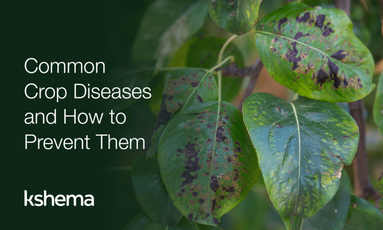 Common Crop Diseases and How to Prevent Them