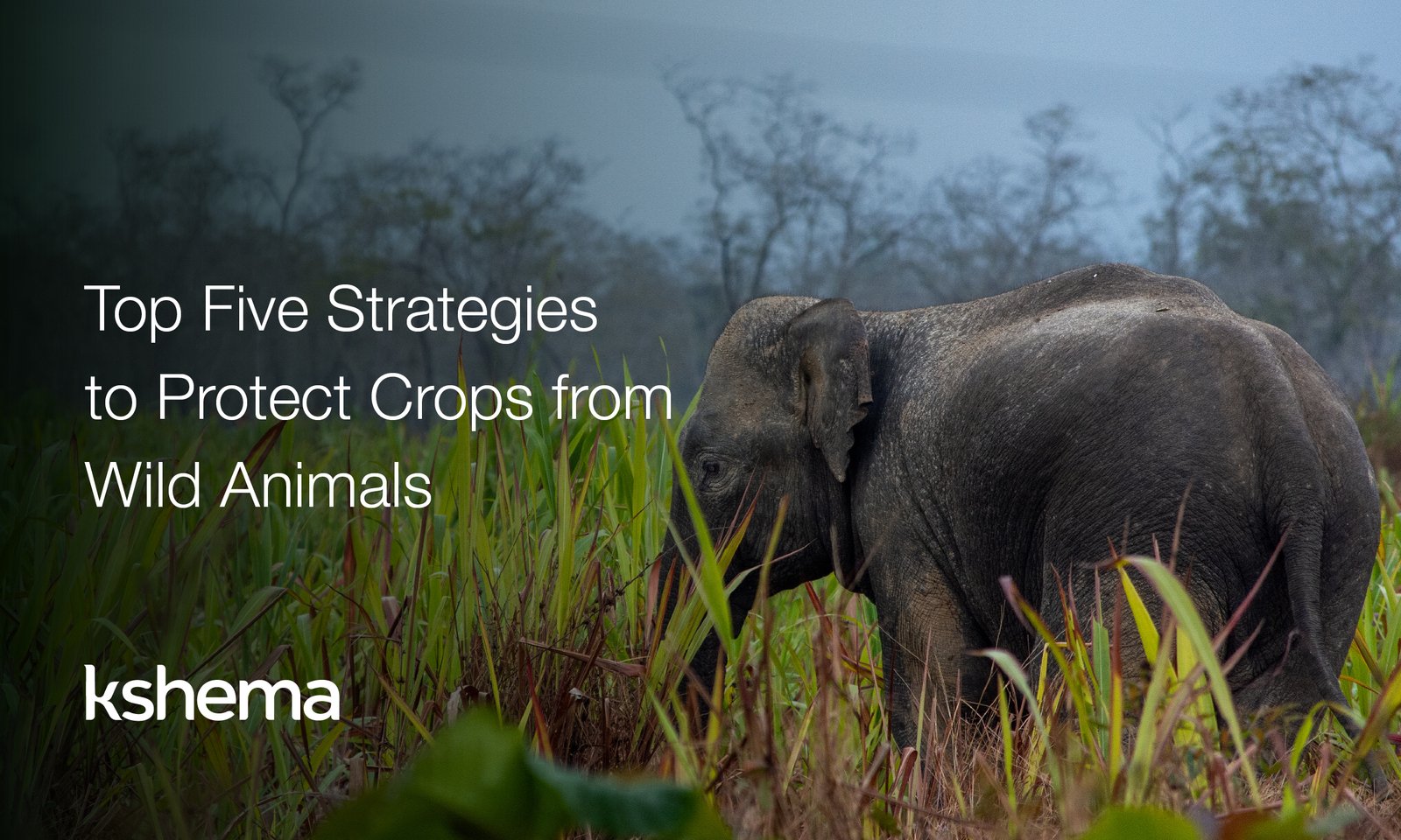 Top Five Strategies to Protect Crops from Wild Animals, crop insurance, Crop Protection from Wild Animals, kshema general insurance, kshema, kshema crop insurance