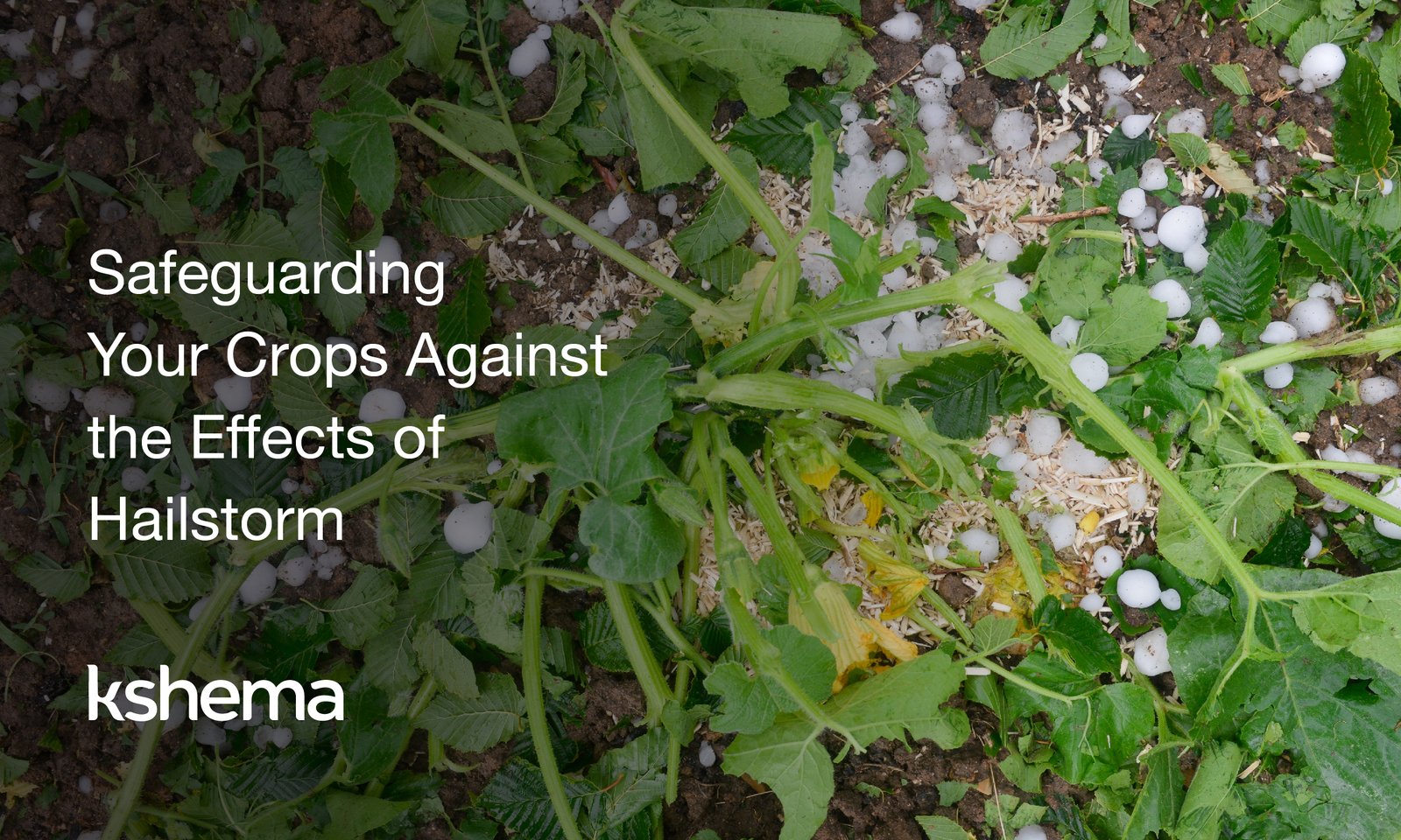 effects of hailstorm, crop insurance, kshema, kshema general insurance, crop insurance in india, agricultural insurance, hailstorm, crop insurance policies