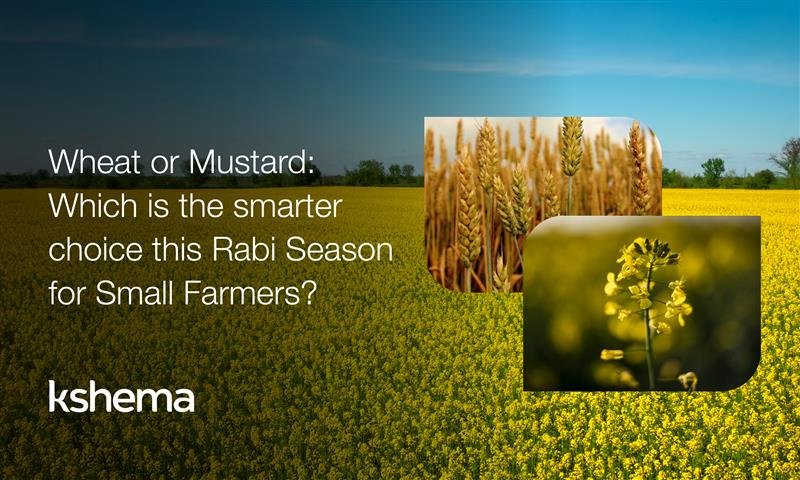 Rabi Season, small farmers, wheat, mustard, rabi crops, wheat vs mustard, rabi crops MSP