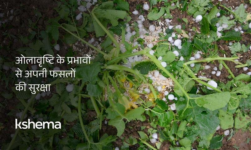 ओलावृष्टि के प्रभाव, फसल बीमा, कृषि जोखिम प्रबंधन, ओलावृष्टि से बचाव, किसानों के लिए बीमा, प्राकृतिक आपदा और खेती, फसल सुरक्षा उपाय, क्षेमा जनरल इंश्योरेंस, कृषि बीमा योजनाएं, ओलावृष्टि नुकसान