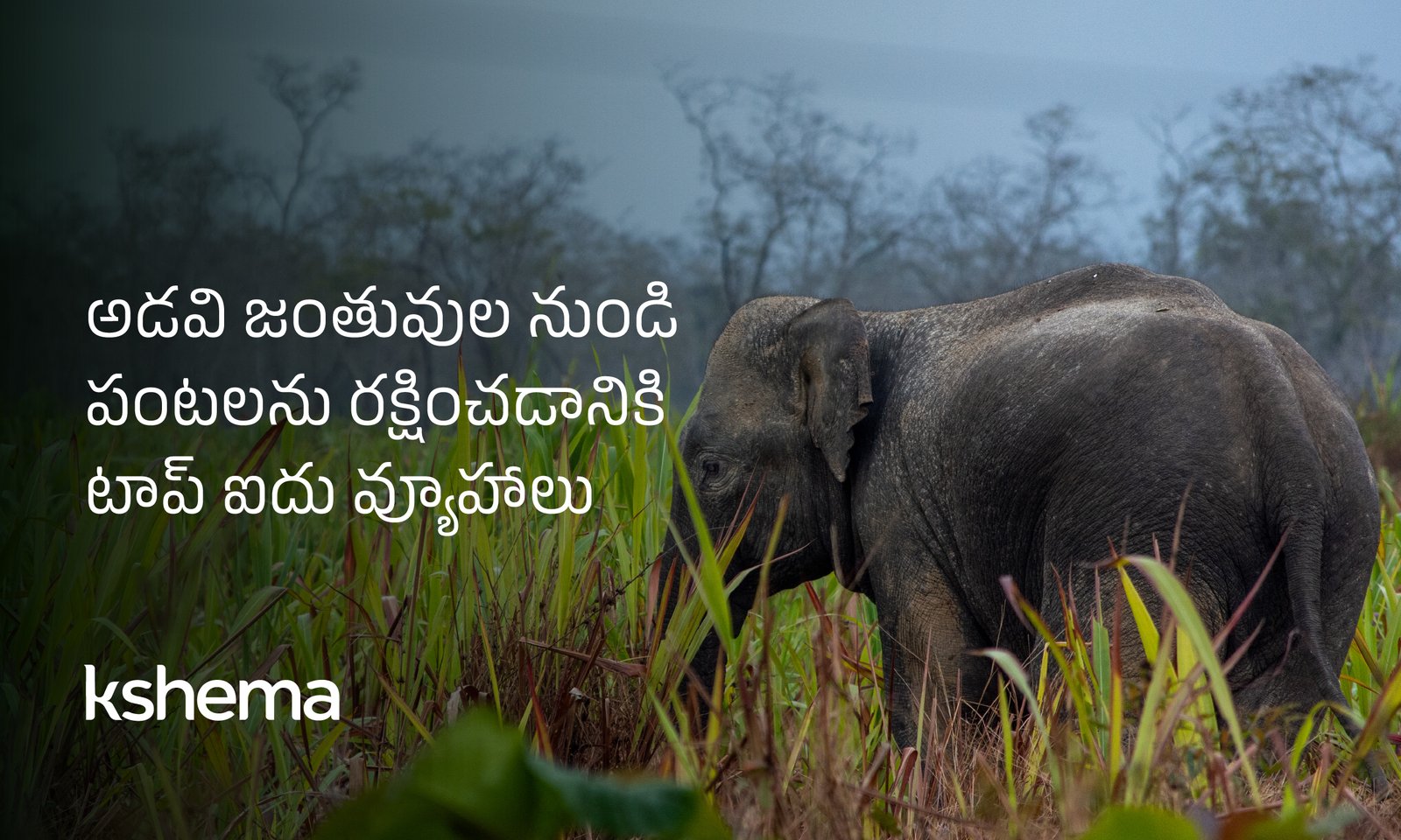 పంటలను రక్షించండి, పంట బీమా, అడవి జంతువుల నుండి రక్షణ, వ్యవసాయ భద్రత, రైతు బీమా, పంట రక్షణ వ్యూహాలు, క్షేమ ఇన్సూరెన్స్