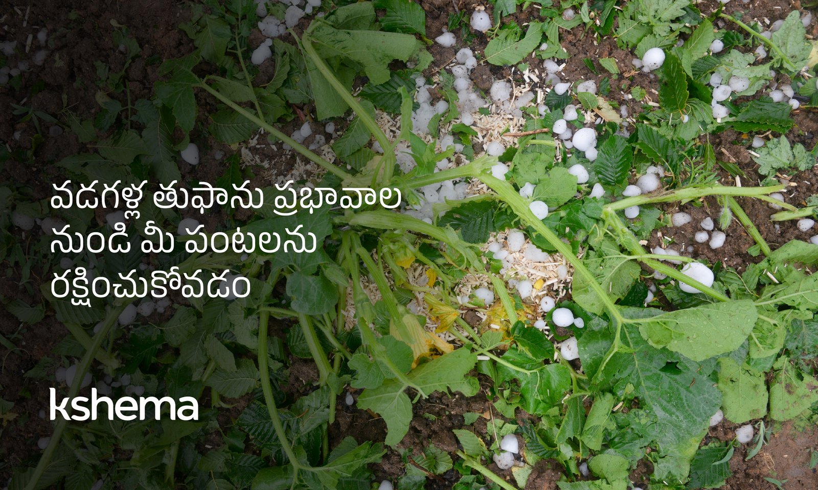 వడగళ్ల తుఫాను ప్రభావాలు, పంట బీమా, రైతుల రక్షణ చిట్కాలు, వడగళ్ల వాన నష్టం, వ్యవసాయ బీమా, పంటల రక్షణ, క్షేమ జనరల్ ఇన్సూరెన్స్, వడగళ్ల వాన ప్రభావాలు, రైతు ఆర్థిక భద్రత, పంట నష్టం నివారణ