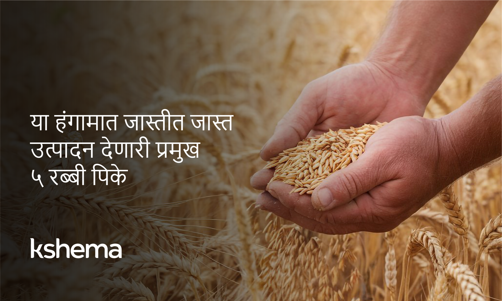 रबी पिके 2025 मध्ये जास्त नफा देणारी पिके—गहू, मोहरी, मसूर, जव व हरभरा; MSP व पेरणी वेळ टिप्स