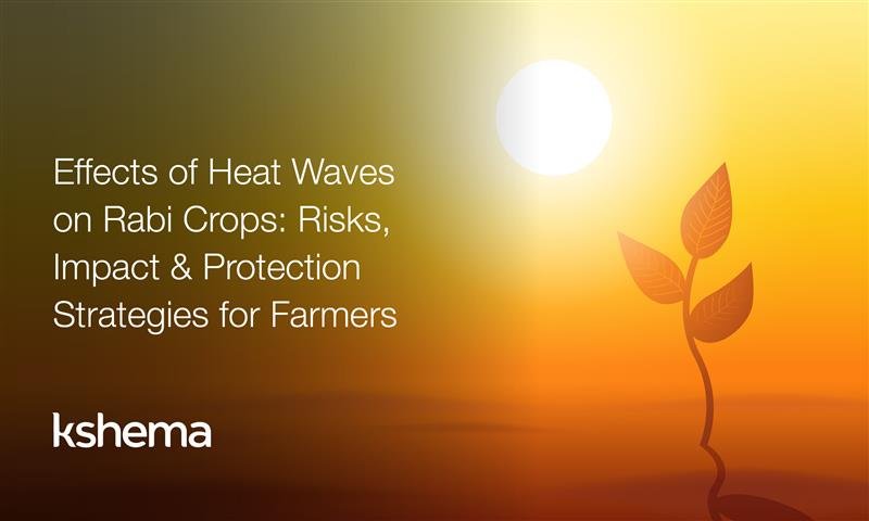 Effects of heat waves on Rabi crops showing heat-stressed wheat plants during grain filling