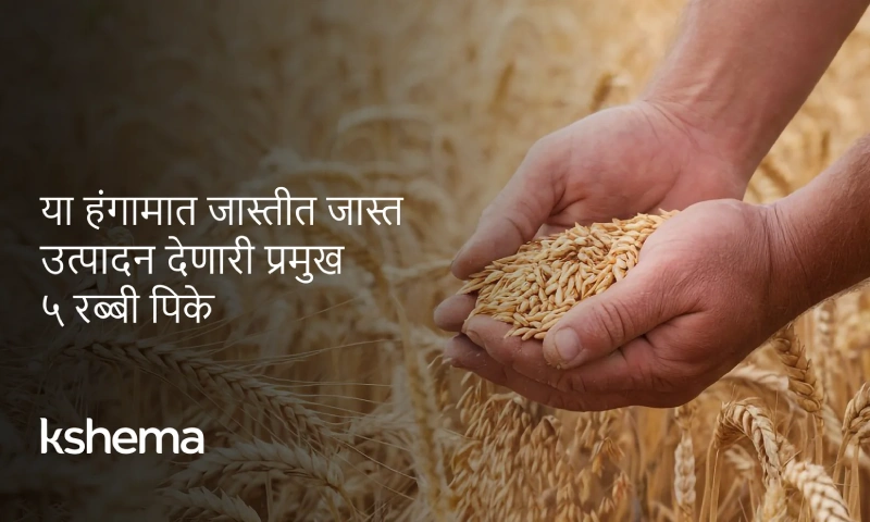 रबी पिके 2025 मध्ये जास्त नफा देणारी पिके—गहू, मोहरी, मसूर, जव व हरभरा; MSP व पेरणी वेळ टिप्स