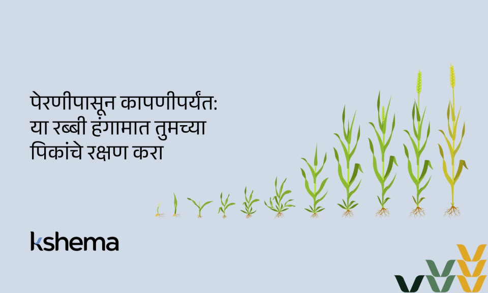 रबी हंगाम, पिके, रबी हंगामात गहू पिकासोबत उभा असलेला भारतीय शेतकरी